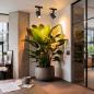 Preview: CDS LED-Spotlight Spox-80/35 UNO-X HORTICULTURE – Professioneller LED-Pflanzenstrahler mit Sun-Like Full Spectrum und CRI 98