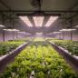 Preview: NEUSIUS PFLANZENLICHT - LED-Pflanzenlampe FLORIS Grow 150W