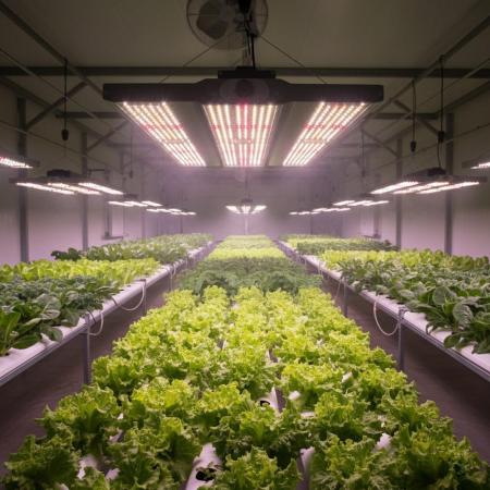 NEUSIUS PFLANZENLICHT - LED-Pflanzenlampe FLORIS Grow 150W