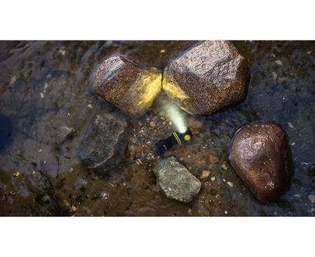 Armytek Elf C1 USB-C Taschen- und Stirnlampe mit Magnethalterung / Stirnhalterung akkubetrieben neutralweißes Licht