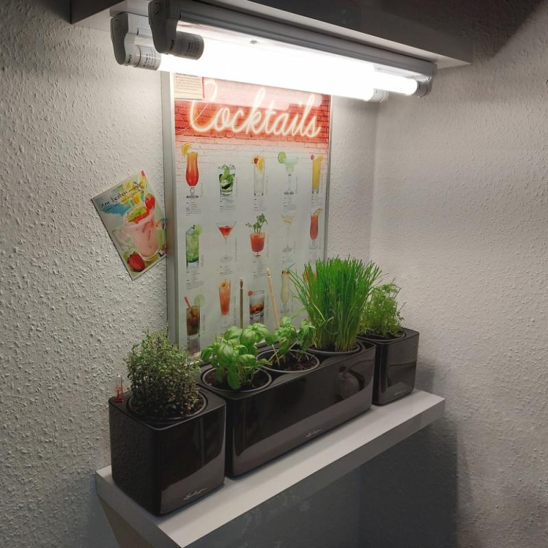 NEUSIUS PFLANZENLICHT -  60cm LED Pflanzenlicht Röhre | 8W T8 Vollspektrum (inkl. Starter)