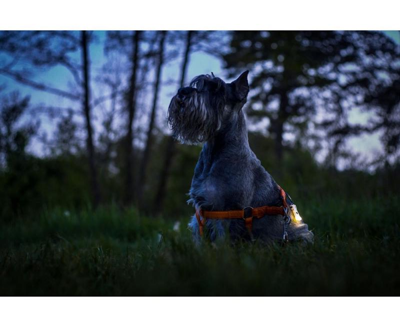 Armytek Zippy Schlüsselanhänger-Taschenlampe (Yellow Amber)