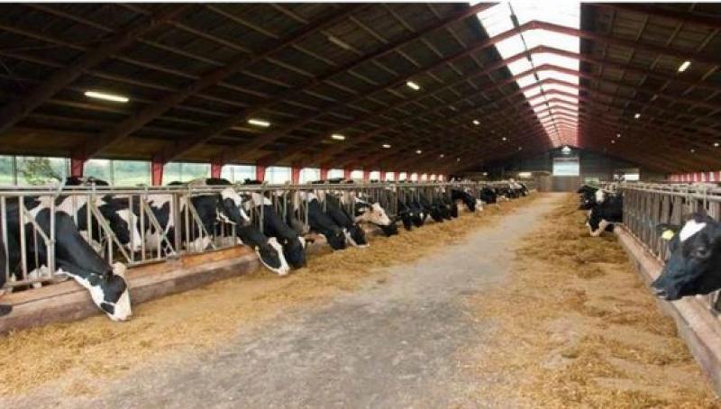 150cm Siteco Monsun 31 Tube Feuchtraumleuchte 4000K universalweißes Licht diffus strahlend, diffus strahlend, DALI 2, PMMA Durchverdrahtung 8000lm